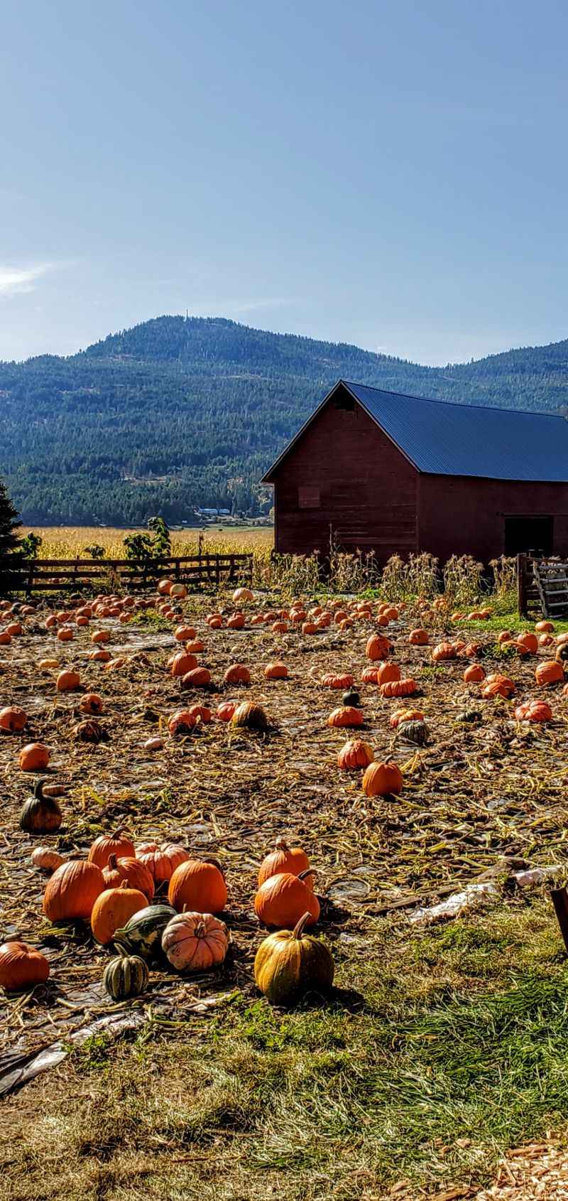 Colville Corn Maze & Pumpkin Patch