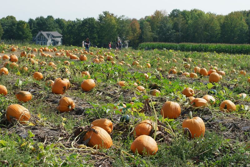 Come Early For Apples And Pumpkins 