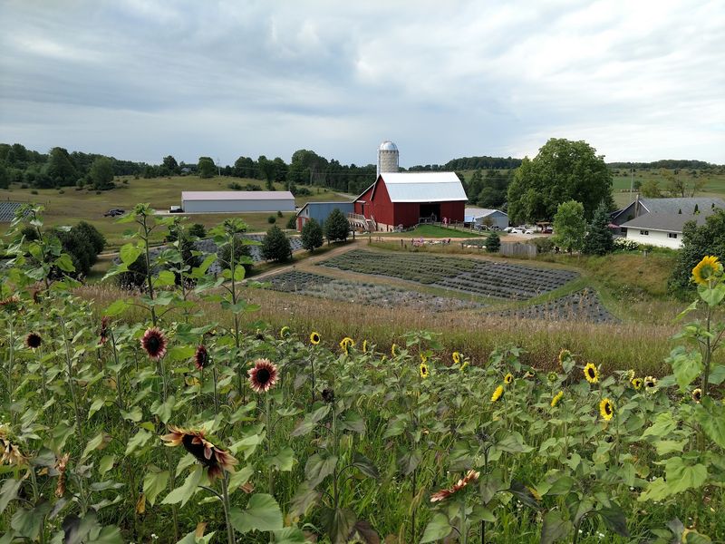 Come Early For Fairies, Bees, And A Winding Labyrinth