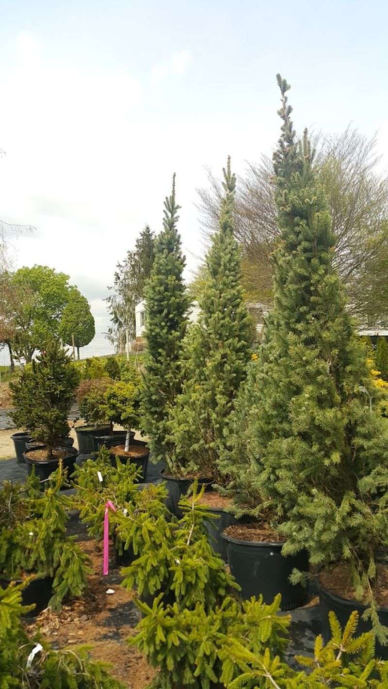 Come For Rare Conifers As Much As Flowers