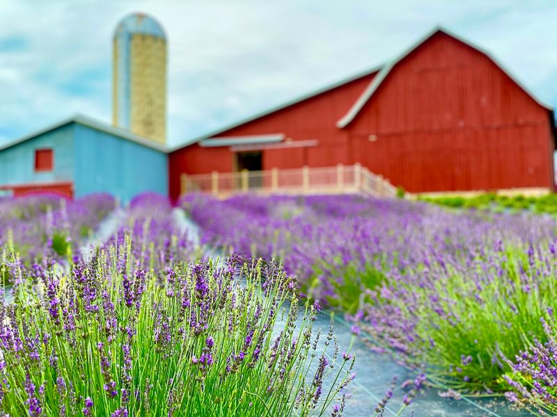 Come Ready For Lavender, Even When Brunch Is The Headline