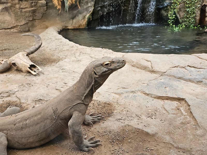 Coming Face To Face With Komodo Dragons Coming Face To Face With Komodo Dragons