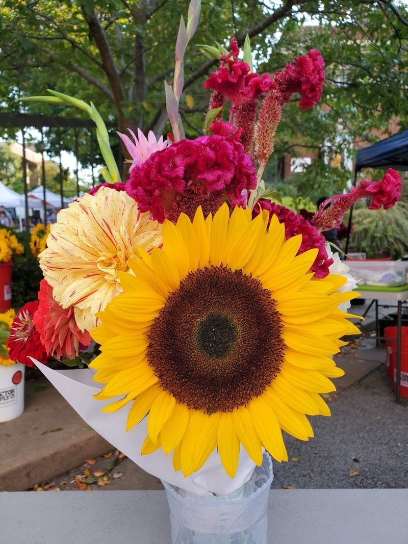 Turning A Gloomy Day Into A Celebration Of Nature's Renewal