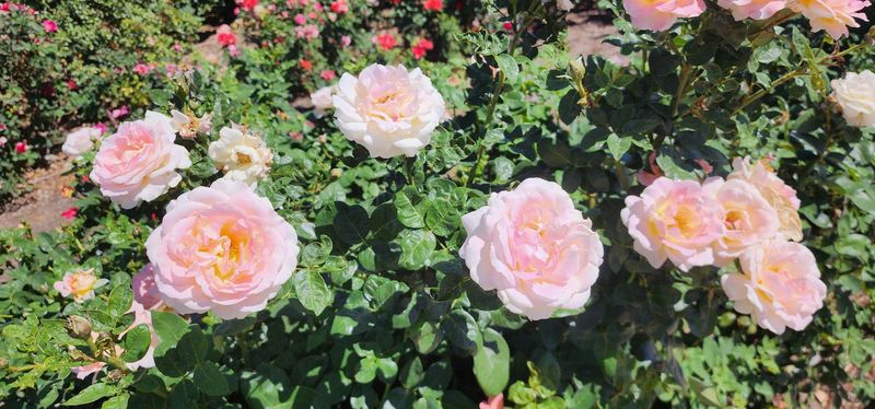 Free Access To Desert Beauty