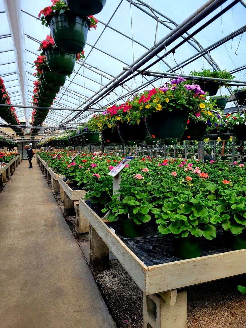 Compare Geranium Sizes Carefully