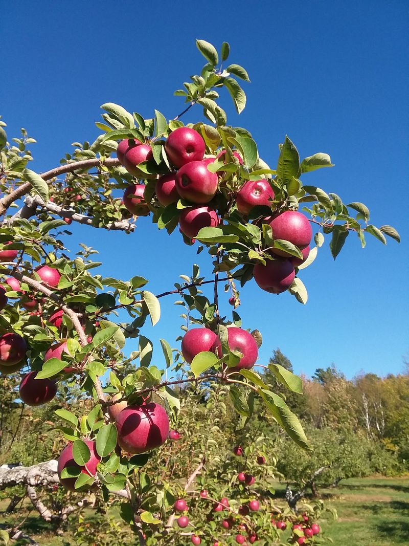 Conant Orchards, Etna