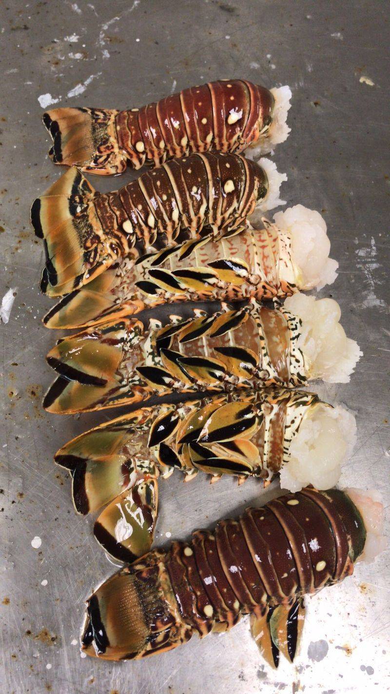 Florida Lobster