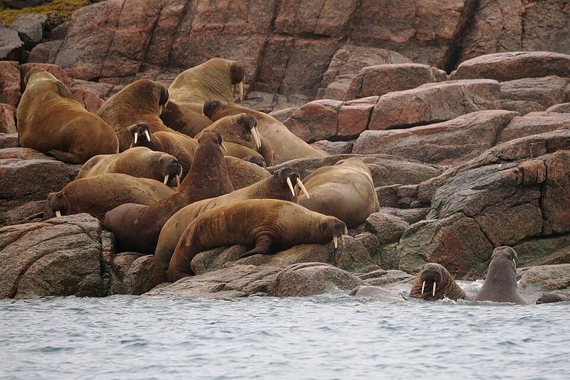 Conservation And The Future Of Walruses