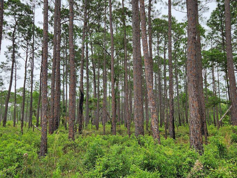Conservation Success Story In Action