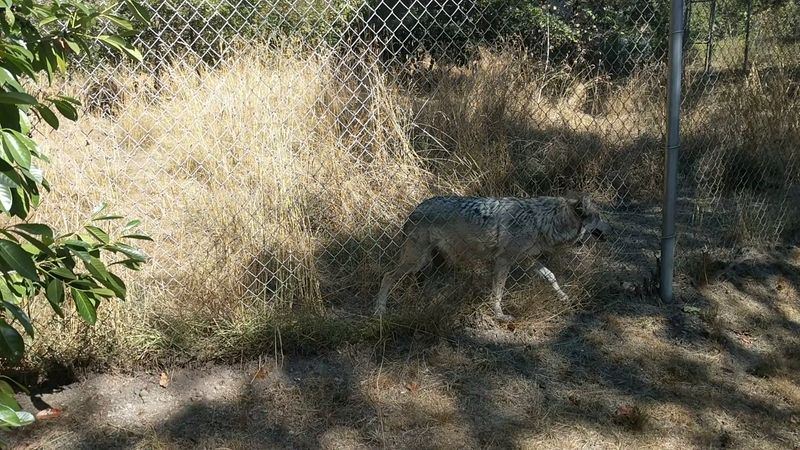 Conservation Work For Endangered Species