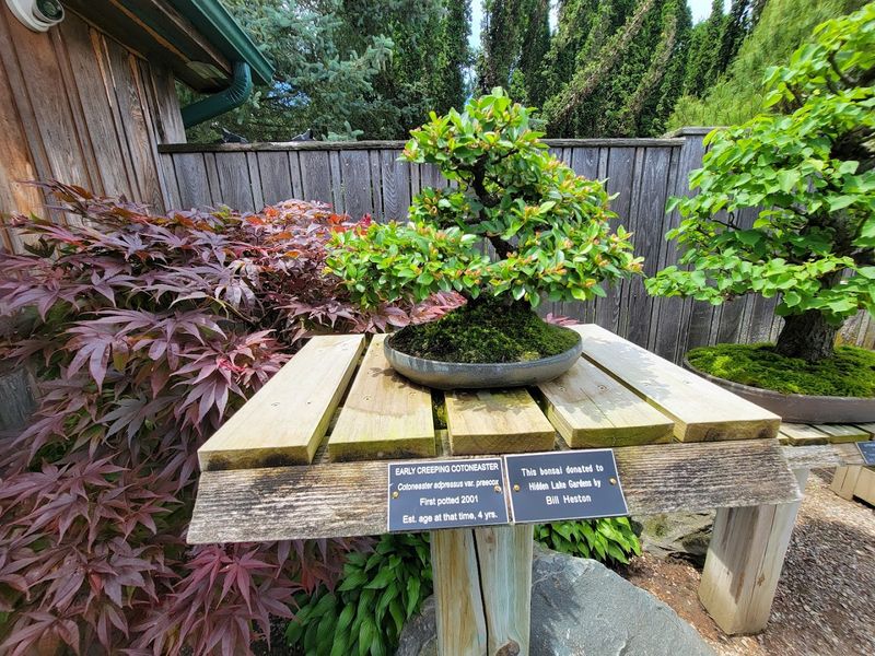 Bonsai Courtyard, Big Lessons