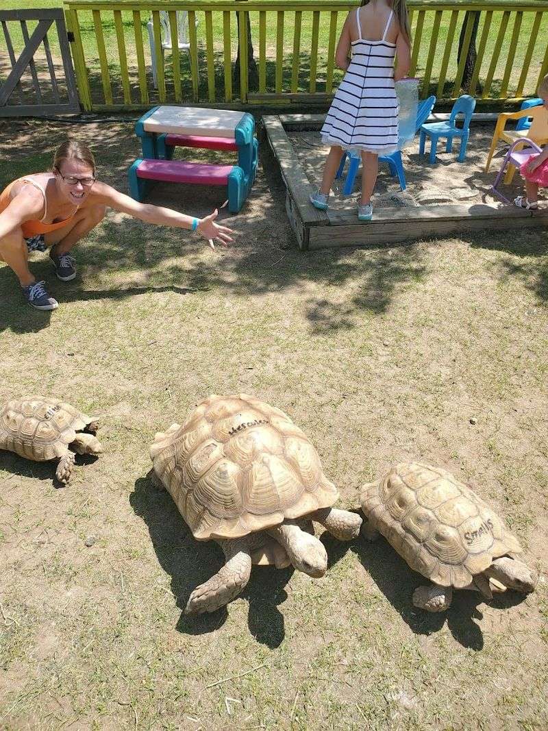 Consider An Animal Encounter