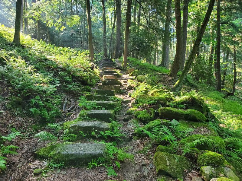 Cook Forest State Park, Clarion, Forest And Jefferson Counties