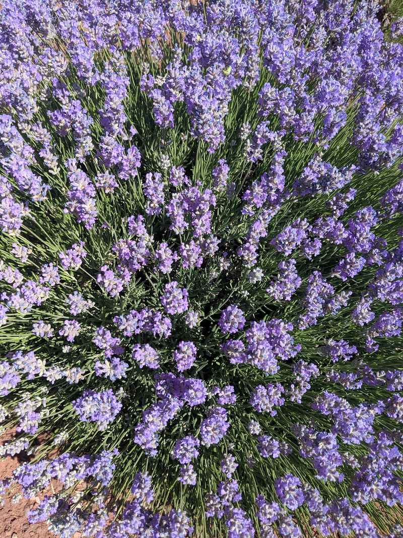 Cooking Demos That Rethink an Herb