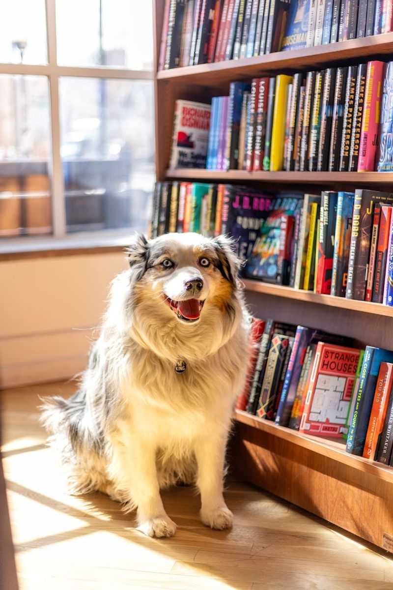 Cooper the Shop Dog Is Basically a Full-Time Staff Member