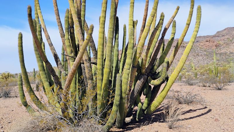 Gateway To Organ Pipe Cactus National Monument
