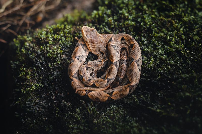 Copperheads Do Live In Huntingdon County Copperheads Do Live In Huntingdon County