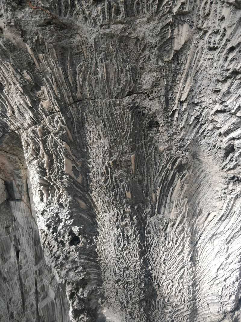 Coral Fossils Right Under Your Feet