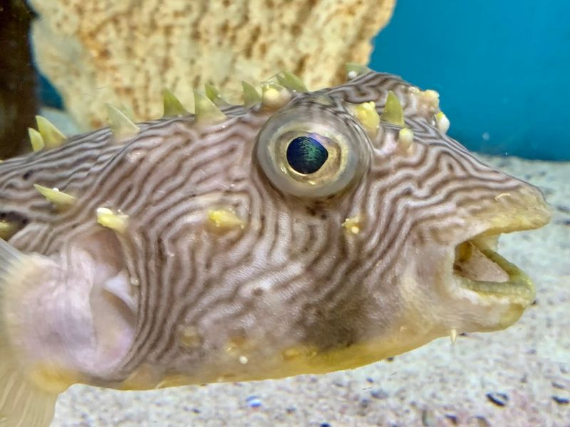 Jellyfish Gallery With Mood Lighting
