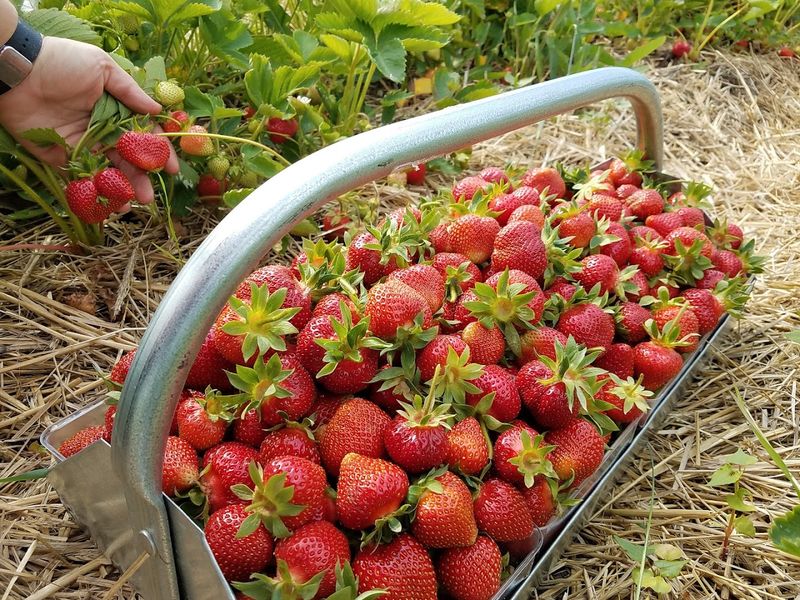 AJ’s Berry Farm, Lachine