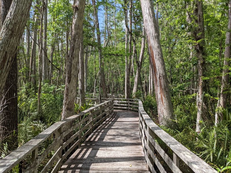 Corkscrew Swamp Sanctuary, Naples