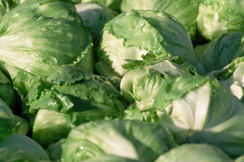 Iceberg Lettuce: The Hydration Station