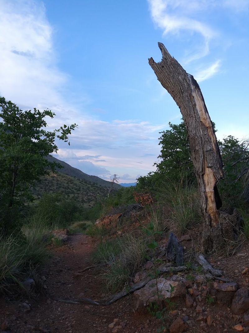 Joe's Canyon Trail And Yaqui Ridge Trail, Coronado National Memorial