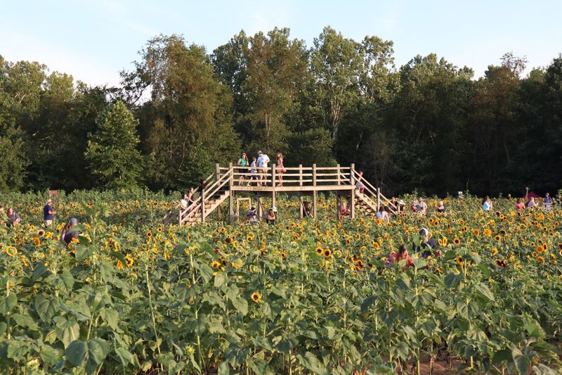 Coshocton Sunflower Festival, Coshocton Coshocton Sunflower Festival, Coshocton