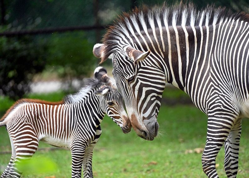 Brookfield Zoo Chicago, Brookfield
