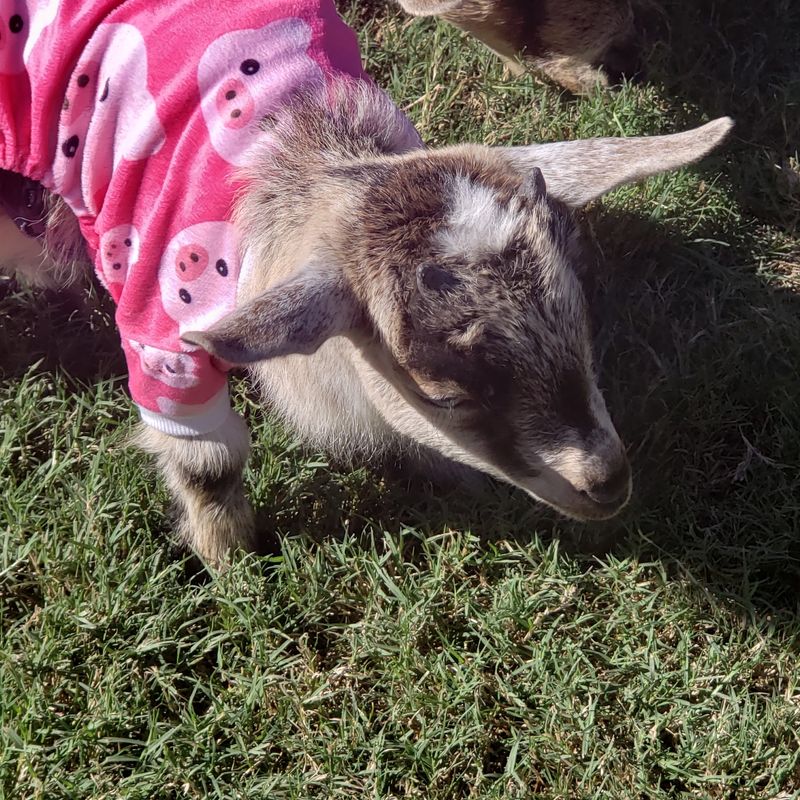 Costumed Goats Steal The Entire Show