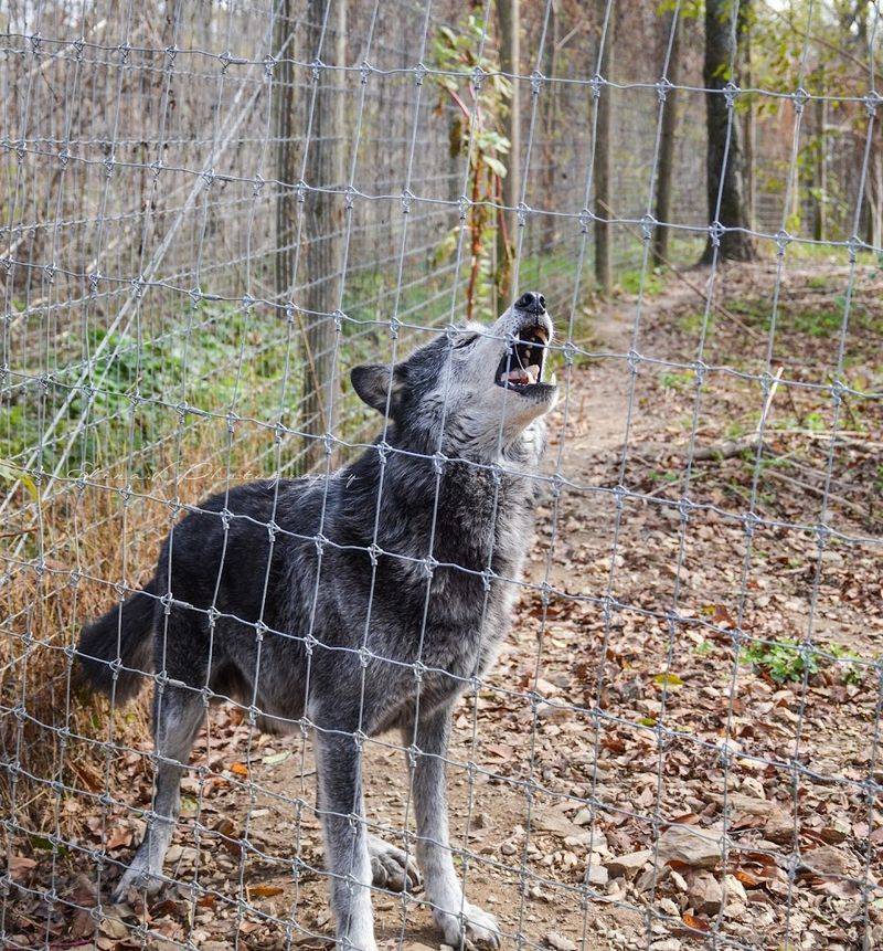 Cold Weather Brings Out The Best Wolf Activity