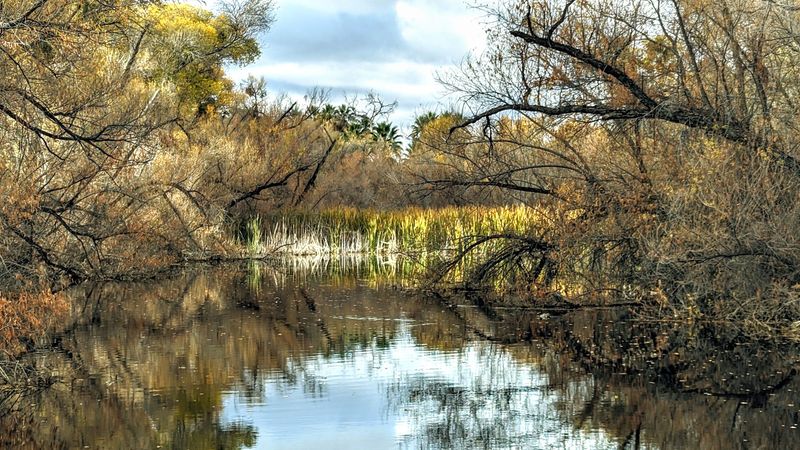 Cottonwood Shade That Feels Borrowed From Another State