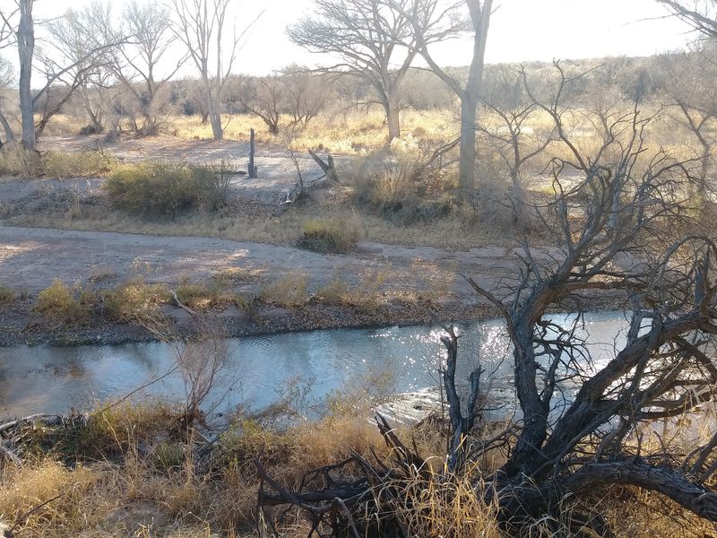 Cottonwoods, Birdsong, And A River With Moods