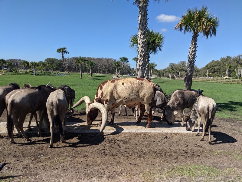 Count The Horns, Stripes, And Humps Along The Way