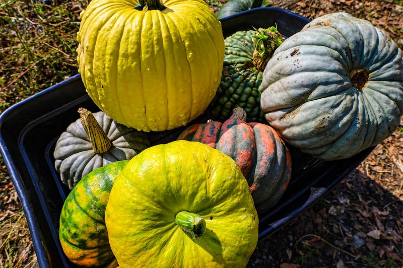 Country Pumpkins