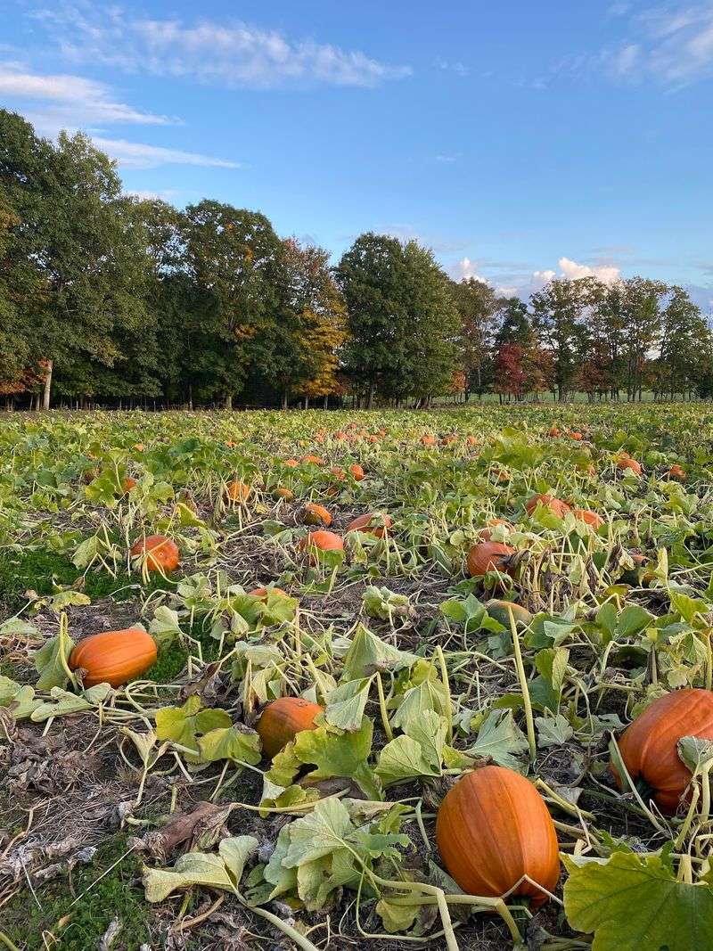 County Fair Farm, Jefferson