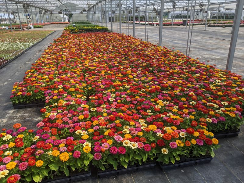 County Farm Plant Company