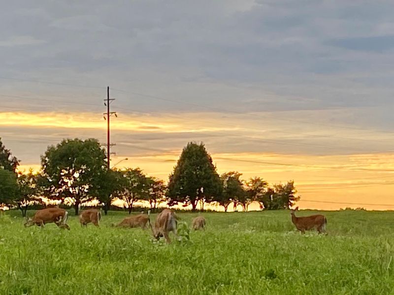 Location In Western Illinois