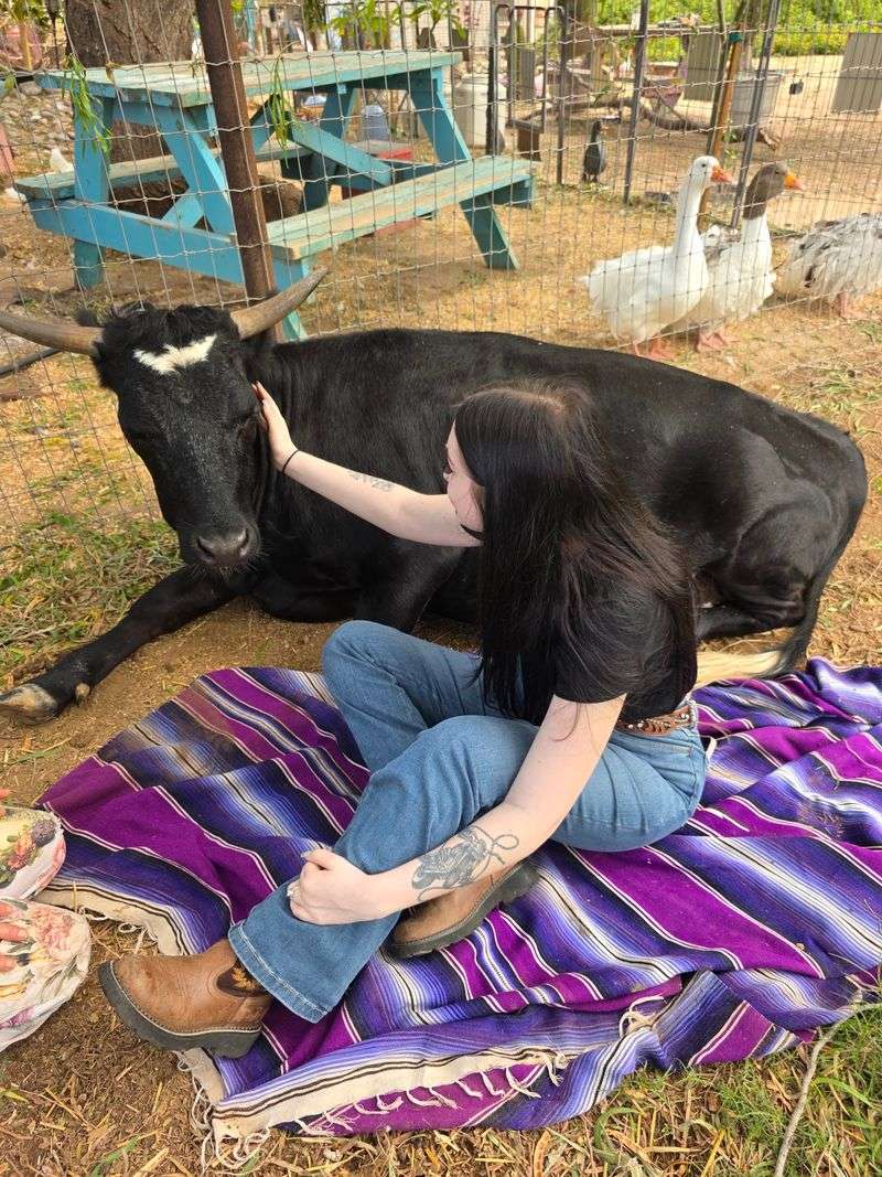 Cow Cuddles That Melt Your Heart Cow Cuddles That Melt Your Heart