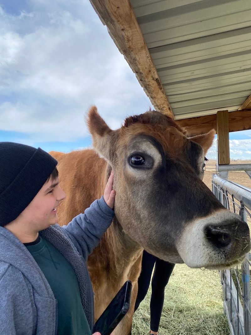 Cow Cuddling: The Experience That Makes Adults Tear Up in the Best Way Cow Cuddling: The Experience That Makes Adults Tear Up in the Best Way