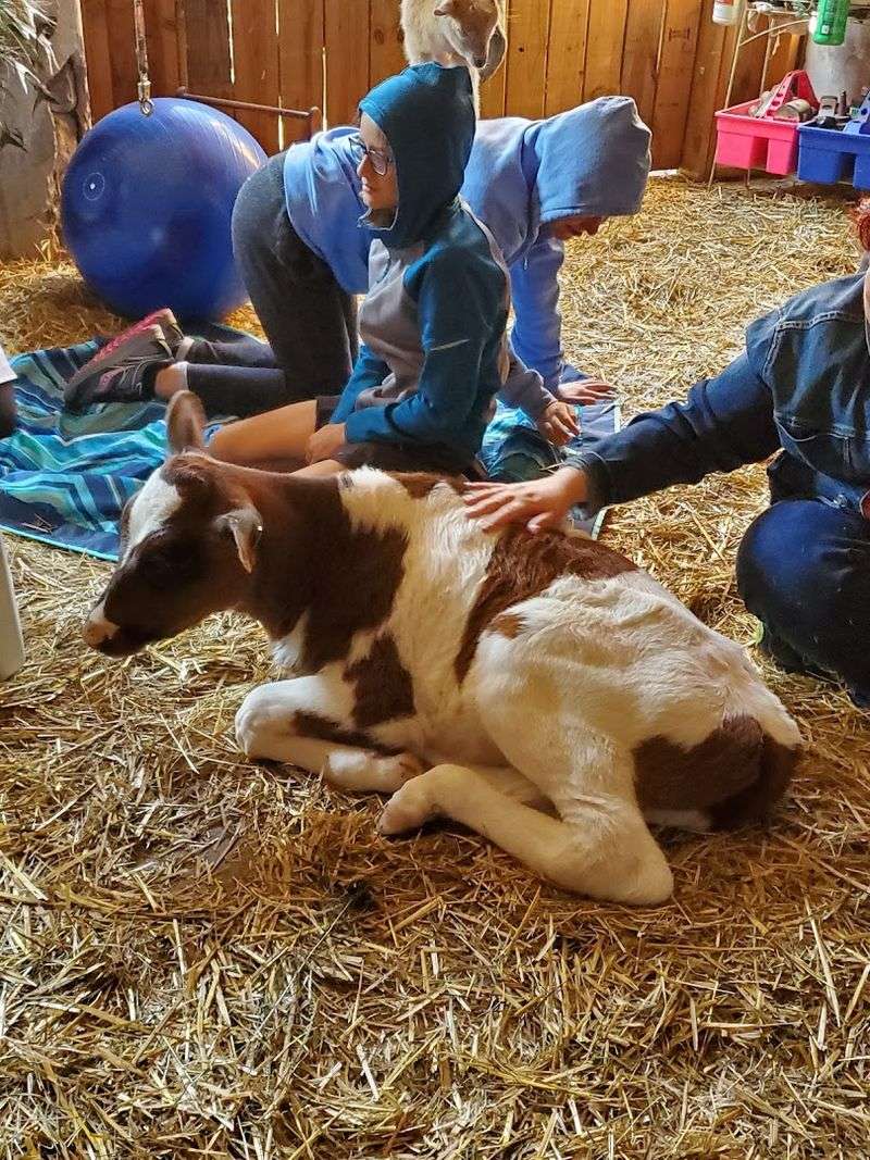 Cow Cuddling and Bottle Feeding Cow Cuddling and Bottle Feeding