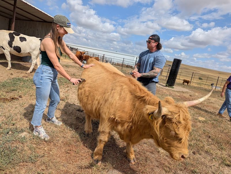 Cowie's Cows
