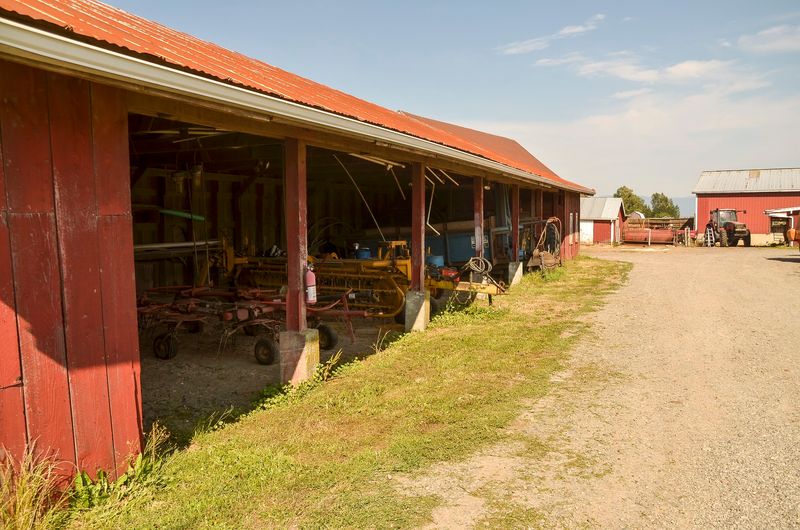 Cows Cared For With Real Intention