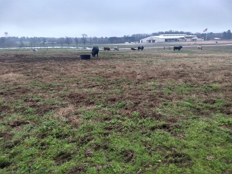 Cows, Crops, And Classes All On One Huge Campus