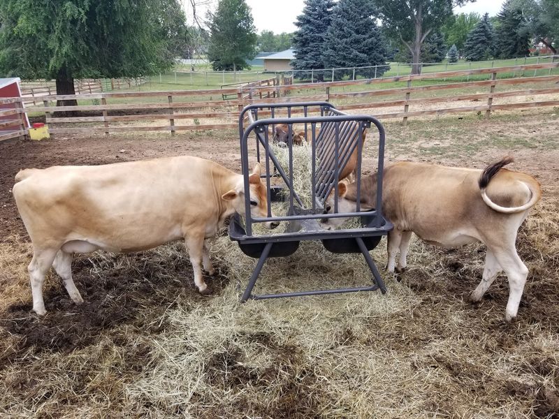 Cows That Make The Farm Feel Real