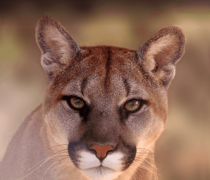 Coyotes, Bobcats, And The Animals You Will Meet