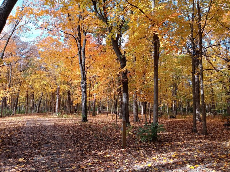 Peaceful Trails Through Restored Forest