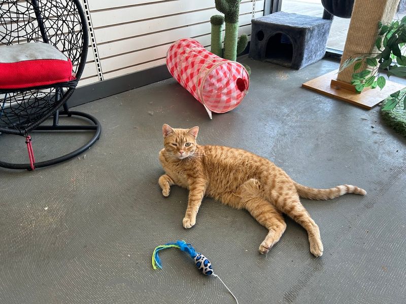 Rescue Partnerships Drive Constant New Arrivals