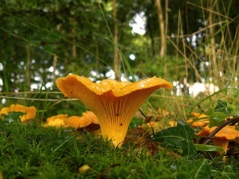 Chanterelle Mushrooms