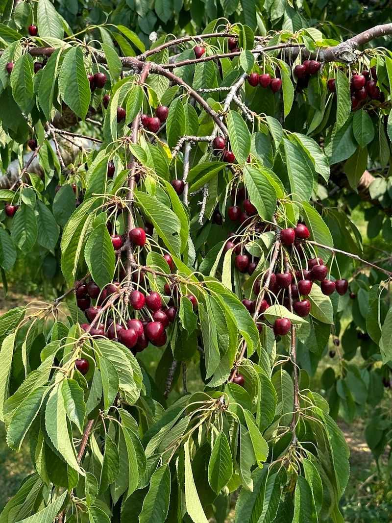 King Orchards, Central Lake